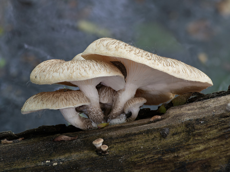 Lentinus tigrinus Lentinus tigrinus